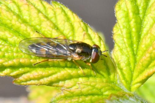 Réf. 251 787 : Melanostoma scalare